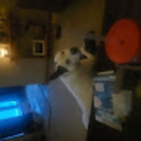 Meet your Posher, Cindy - Picture 1 of 1